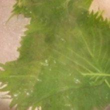 緑そのまま シソの保存は茹でる 塩 冷凍 レシピ 作り方 By ブルーボリジ 楽天レシピ
